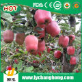 2014 China Fresh Red Apples with Lowest Price